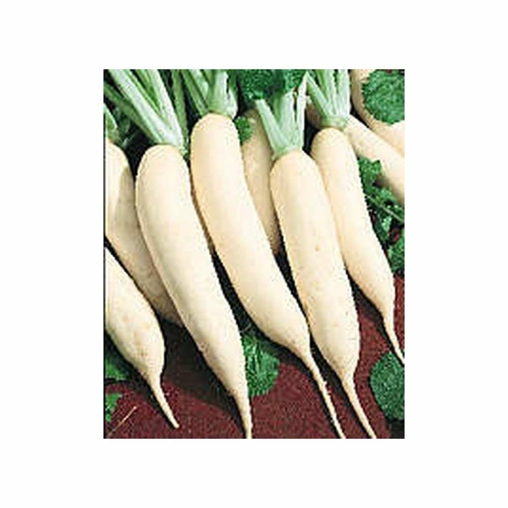 Graines de navet blanc de croissy