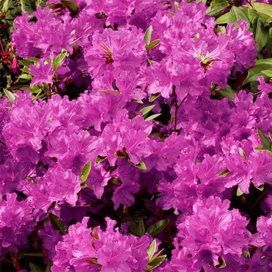 Azalée japonaise 'purple splendor' pot de 4l/5l