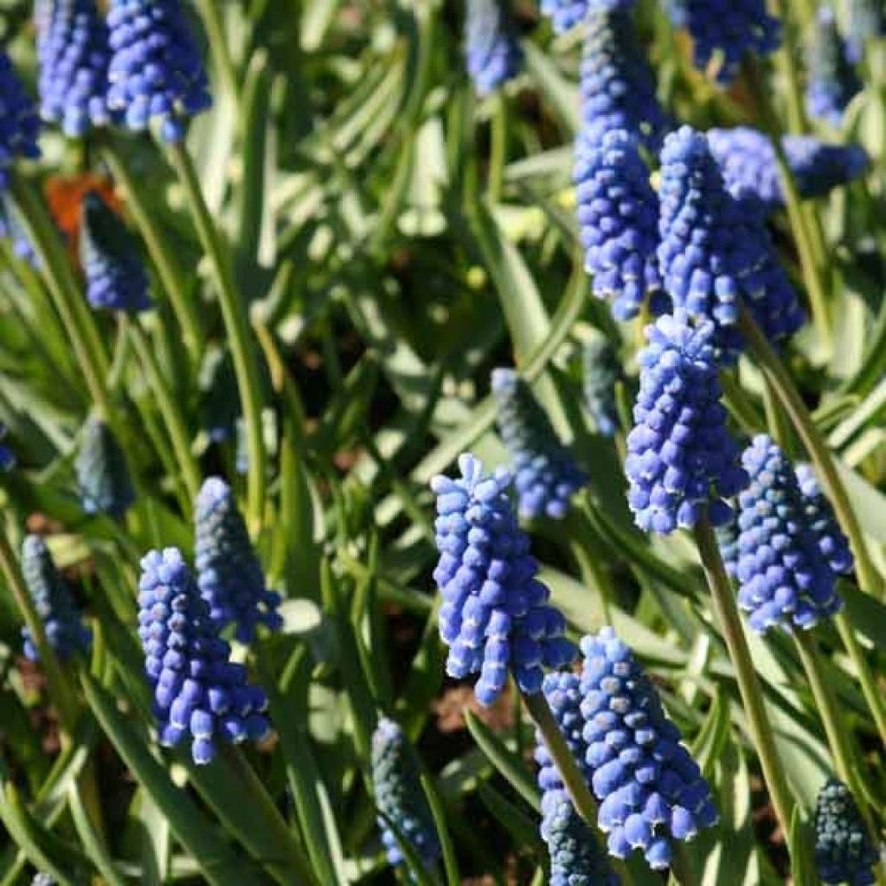 Muscari 'blue magic' bulbe calibre 7+ (par 20)