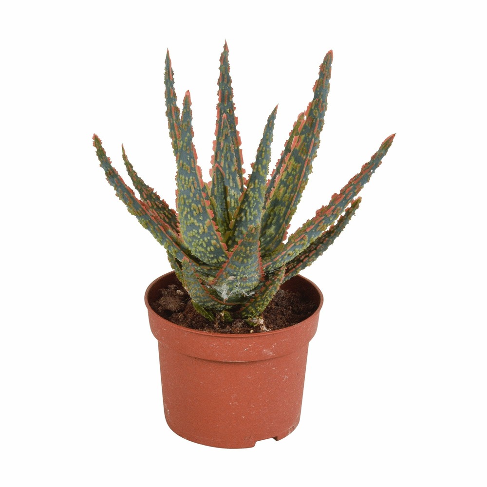 Aloe zebrina