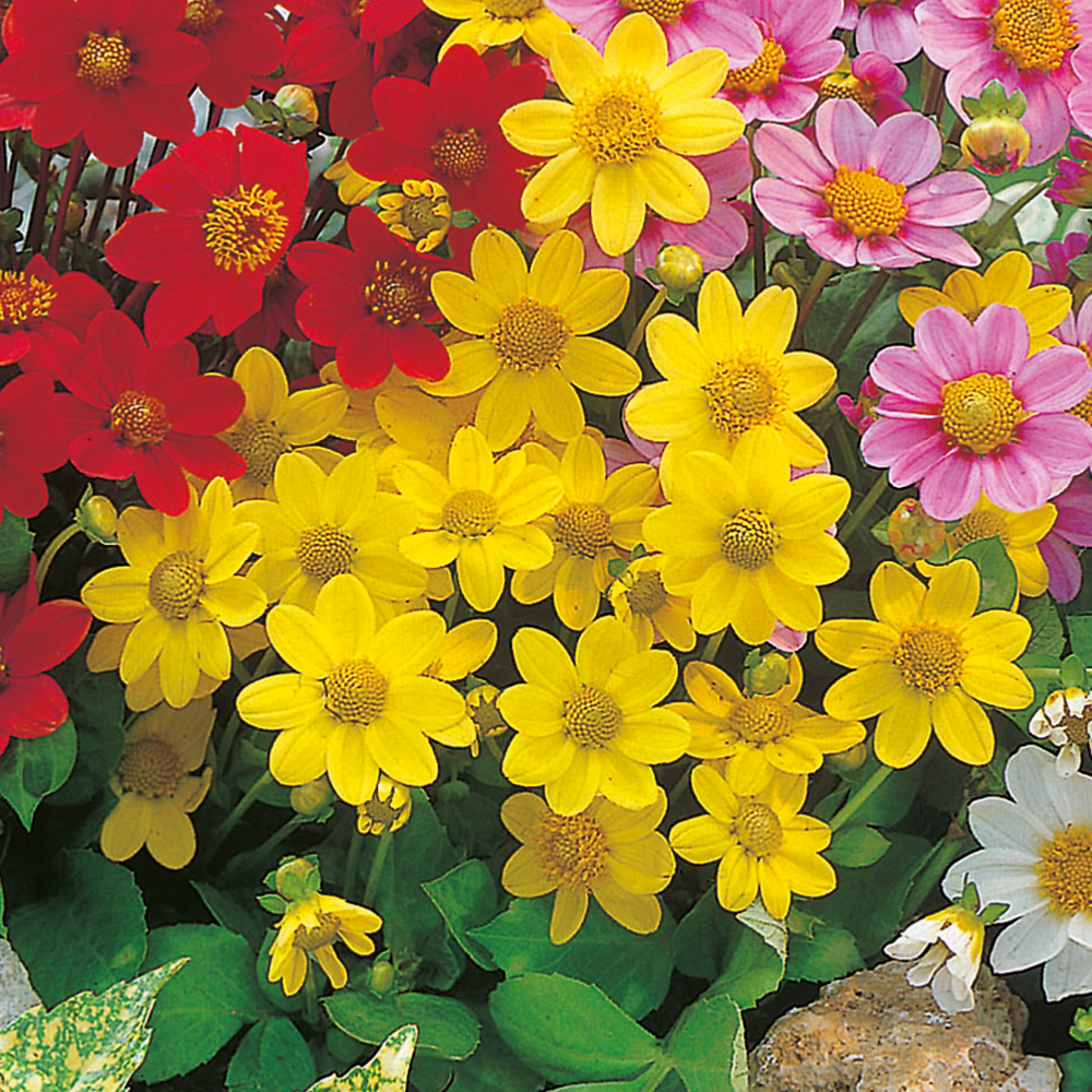 Dahlia top mix - jaune 2 bulbes