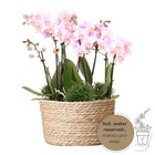 Orchidées colibri | plante rose dans un panier en roseau avec réservoir d'eau | trois orchidées roses andorra 9cm