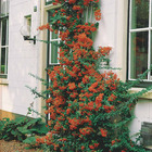 Pyracantha rouge, le pot / ø 9cm / hauteur livrée 30-40cm
