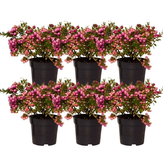 Lot de 6 gaulthéries mucronées rose - pernettya mucronata ø12cm | ↨20cm