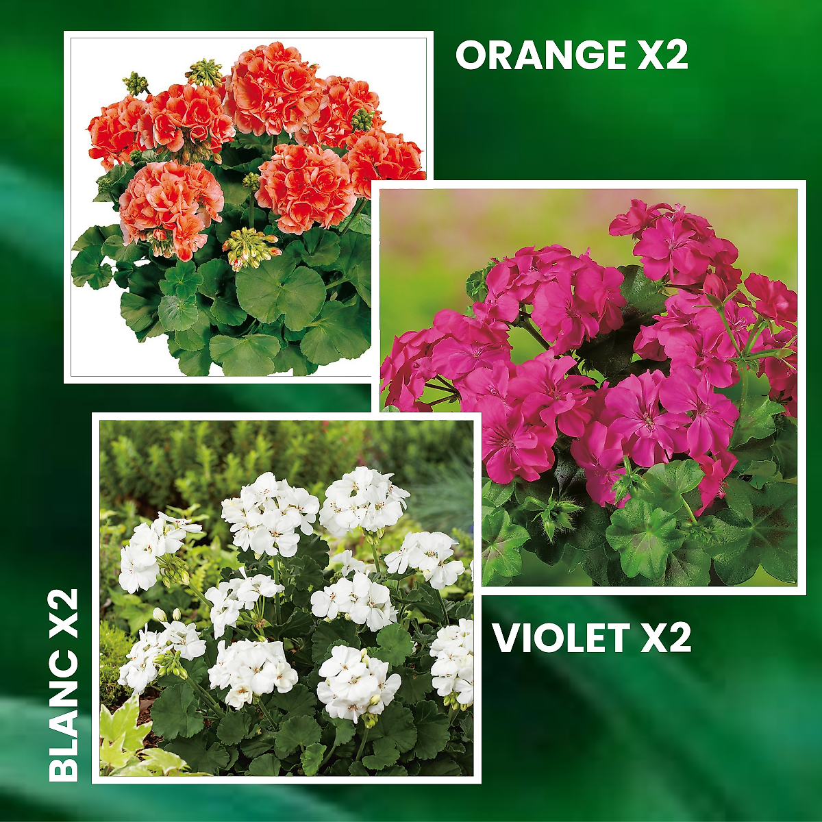 Offre geraniums zonales - 6 godets plante annuelle