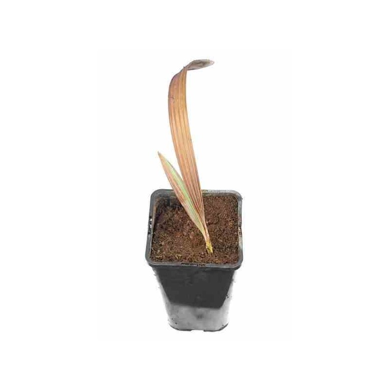 Bismarckia nobilis (palmier de bismarck)   jaune - taille pot de 60l - 1 tronc - 175/200cm