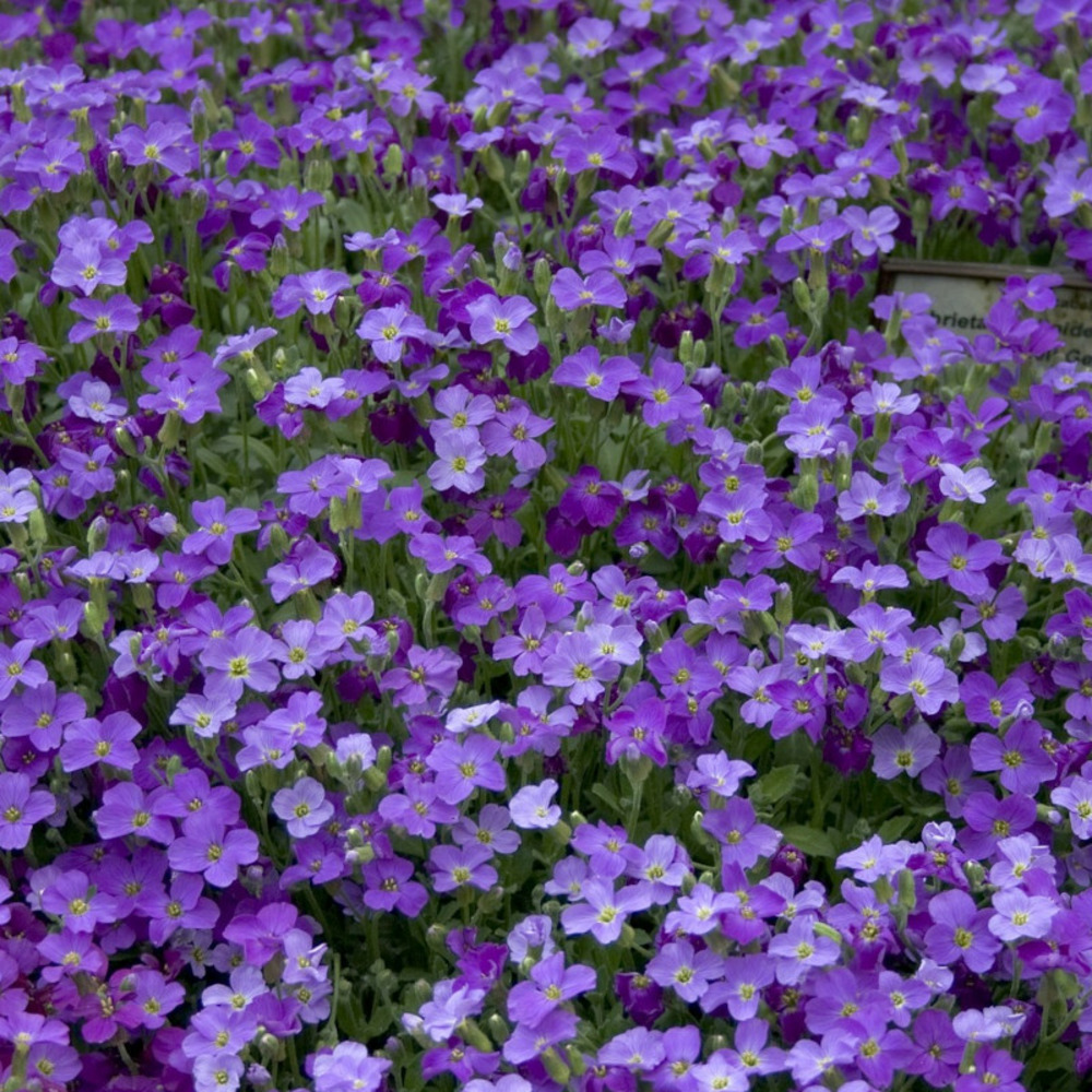 Graines d'aubriete roi des bleus - vilmorin sachet