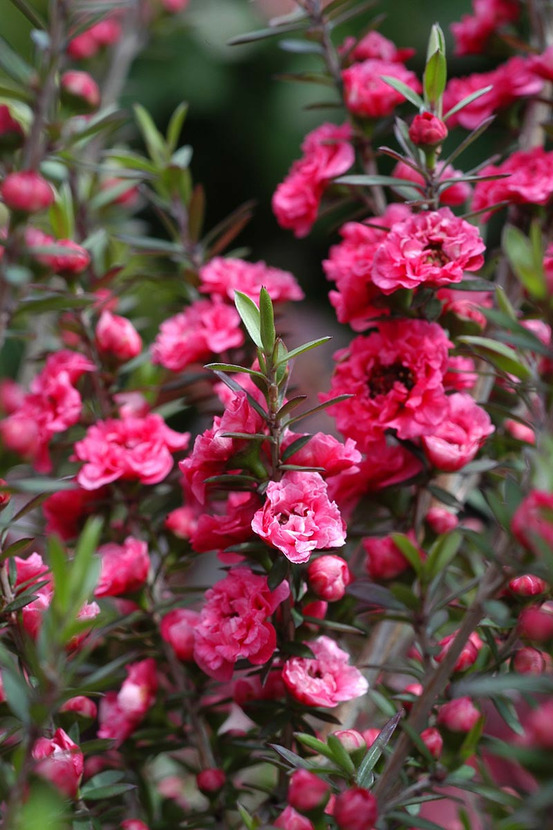 Leptospermum 'red damask' - en pot de 3 litres