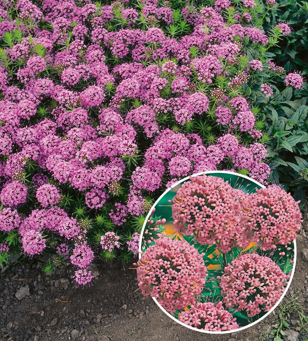 Crucianella stylosa plante vivace - 3 godets