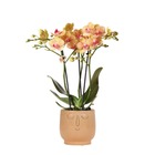 Orchidées colibri | orchidée phalaenopsis orange - jamaïque + pot décoratif happy face pêche - taille du pot 9cm - 40cm de haut