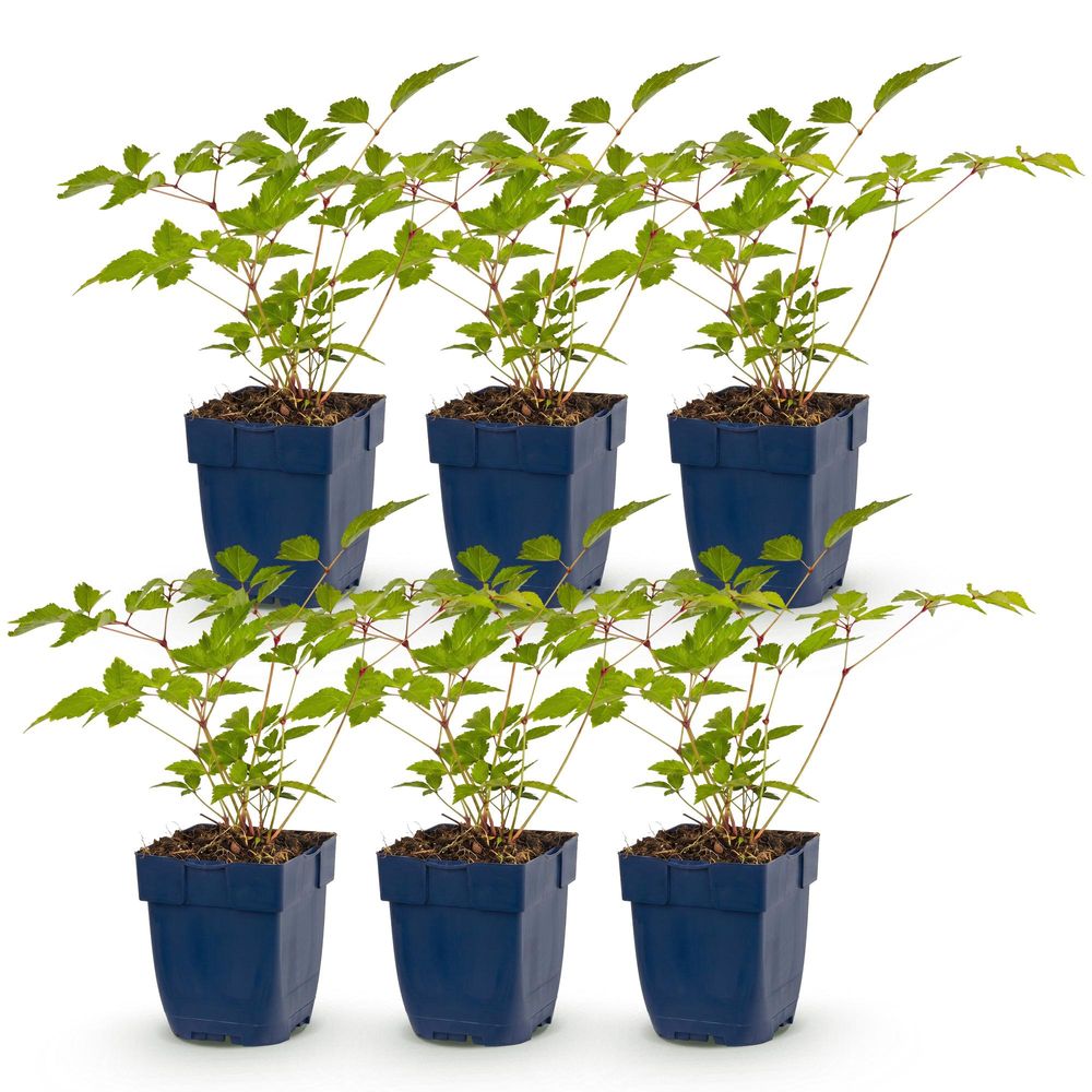 Astilbe 'europa' - lot de 6 - pot 11 cm - hauteur 25 cm