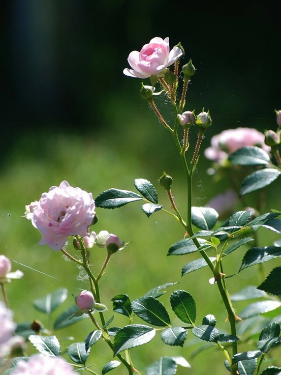 Rosier à massif 'the fairy' pot de 4l/5l