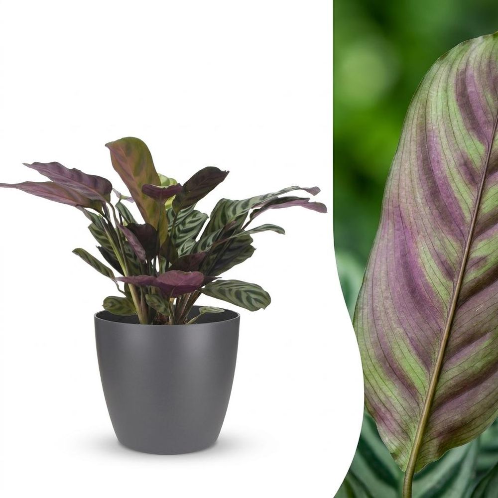 Ctenanthe burle marxii - plante dormeuse - arête de poisson - pot de 12cm