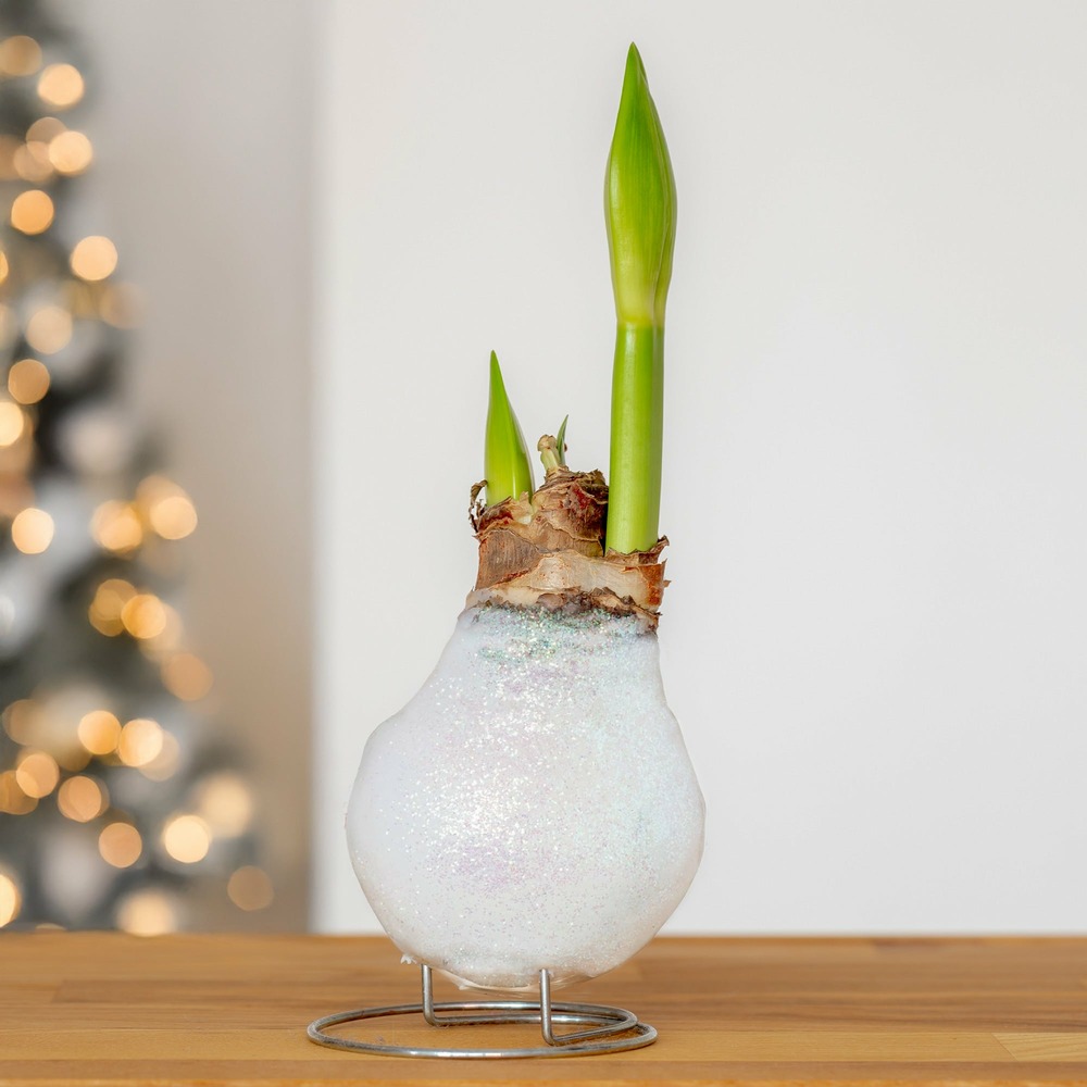 Wax amaryllis magic white - la pièce