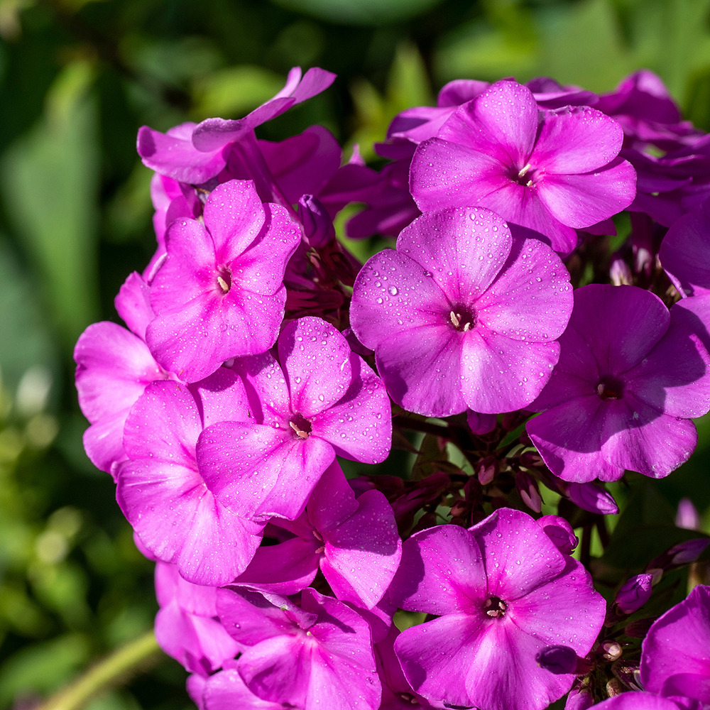Phlox 'younique old purple' pot de 2l/3l