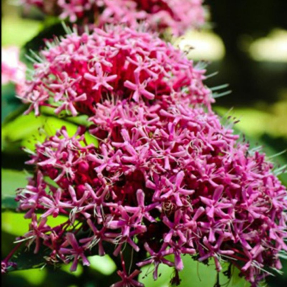 Clérodendron fétide 'pink diamond' (clerodendrum bungei 'pink diamond')