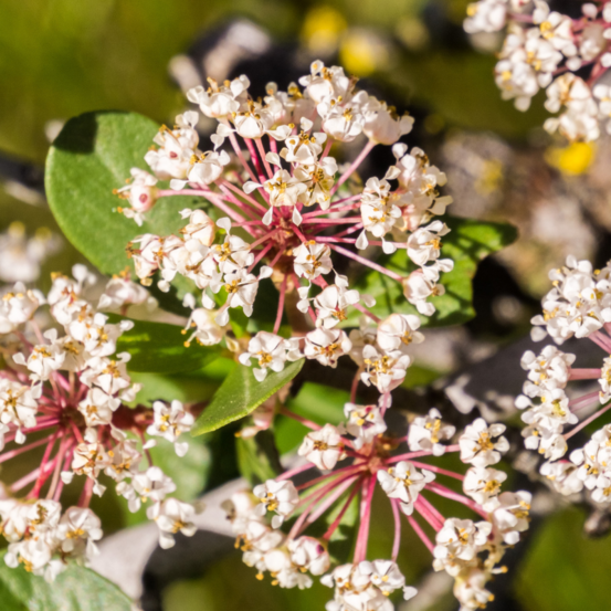 Céanothe pallidus marie simon - ceanothus pallidus marie simon 50/60 cm pot 3l