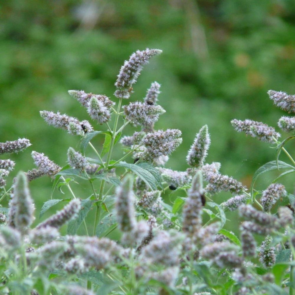 Menthe à feuille de buddleia lot de 5 godets