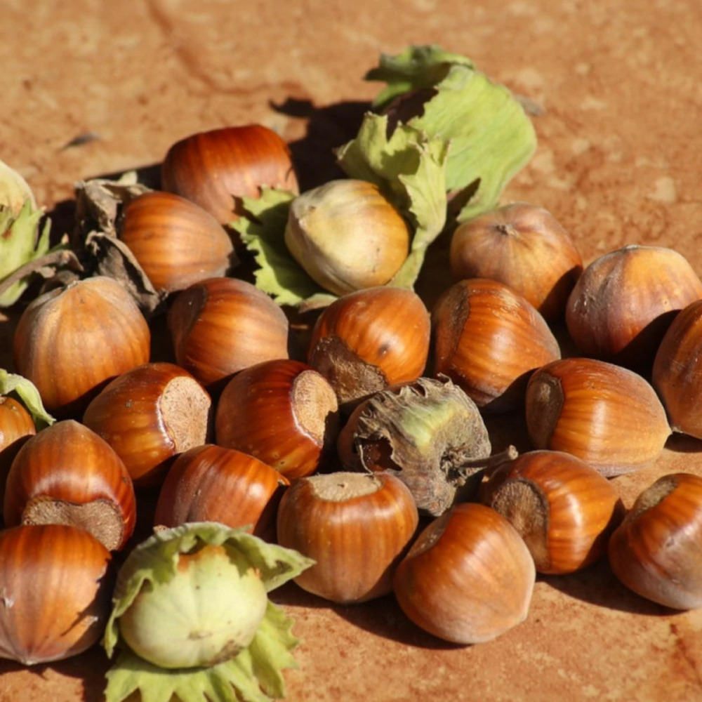 Noisetier commun pot de 4l - 30/60 cm