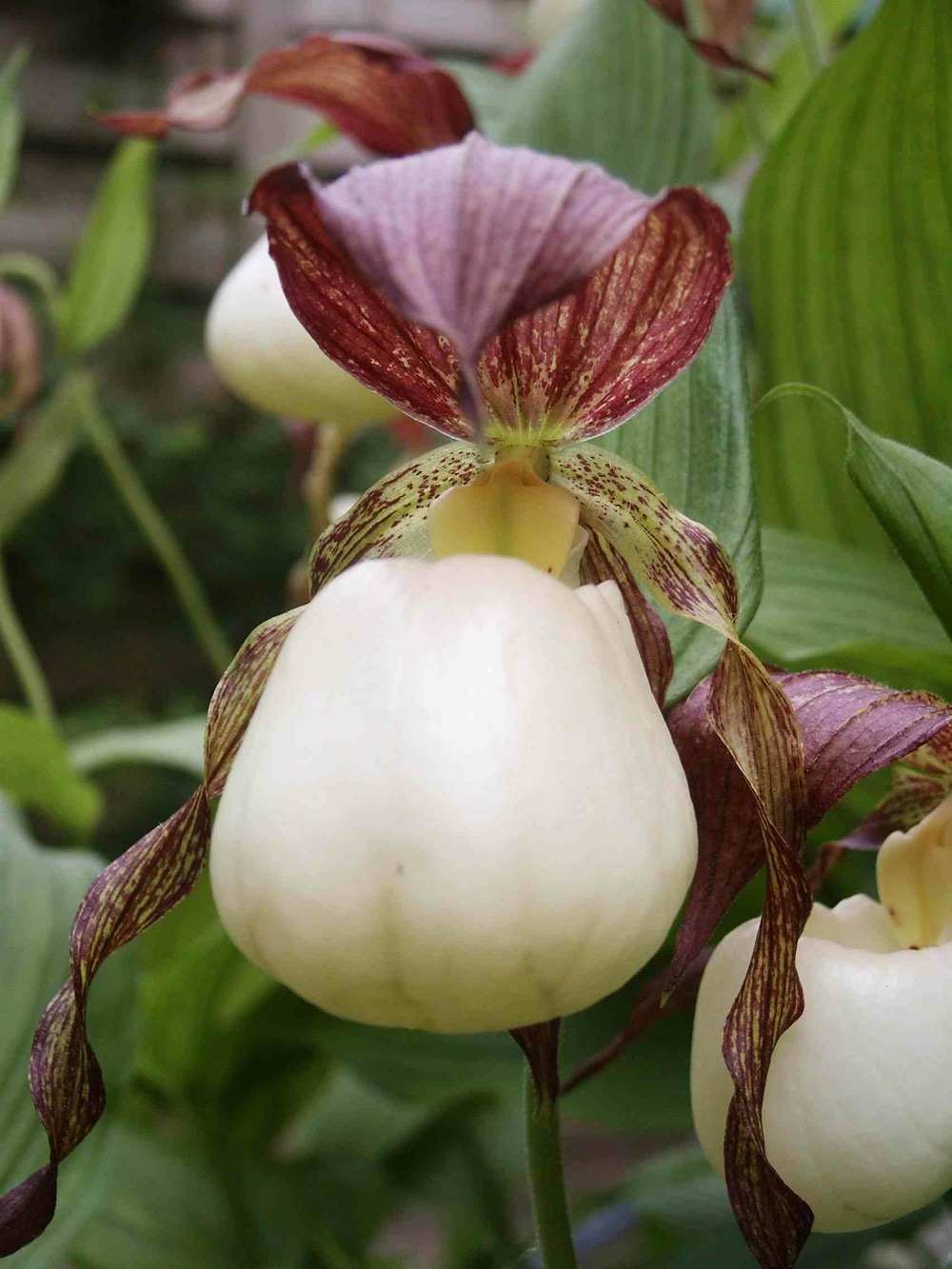 Cypripedium kentuckiense (orchidées terrestres) pot de 1 litre - 0/80 cm