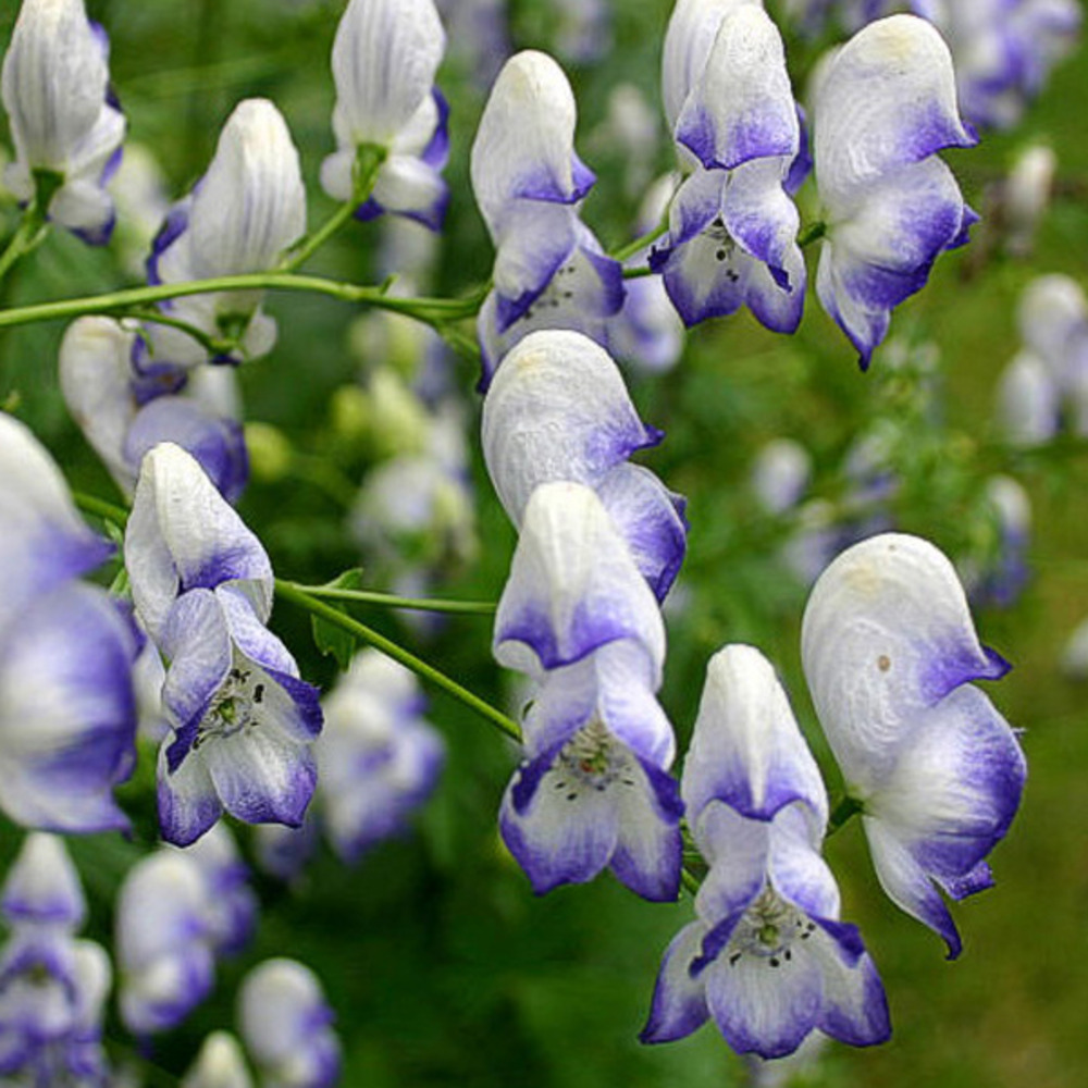 6 x aconit 'bicolor' - aconitum cammarum 'bicolor' - godet 9cm x 9cm
