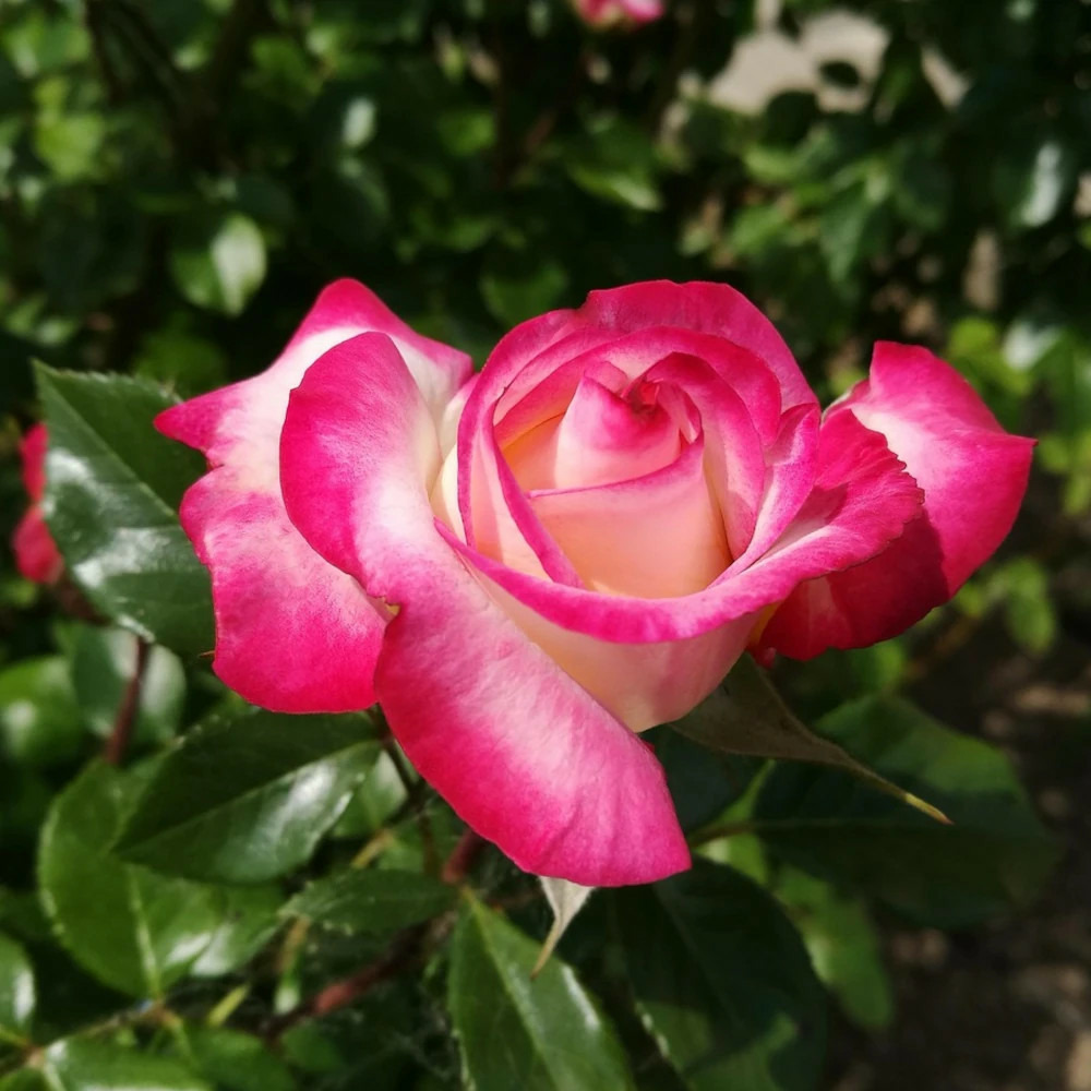 Rosier arbustif pascal sevran® 'adalyakces' pot de 5l - touffe