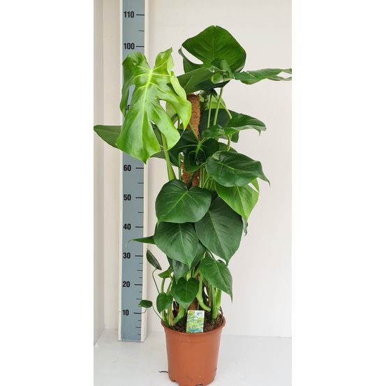Monstera mosstok - plantes d'intérieur