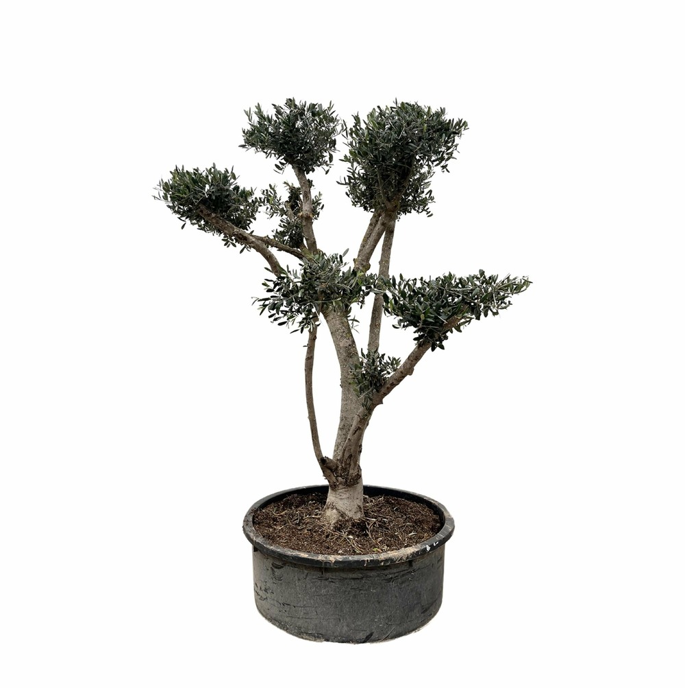 Olea europaea pompon - 225cm- ø80 - h210 cm - ø80 cm