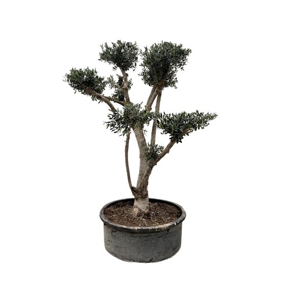 Olea europaea pompon - 225cm- ø80 - h210 cm - ø80 cm