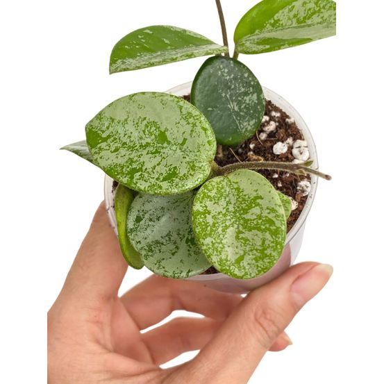 Hoya mathilde splash - plantes d'intérieur