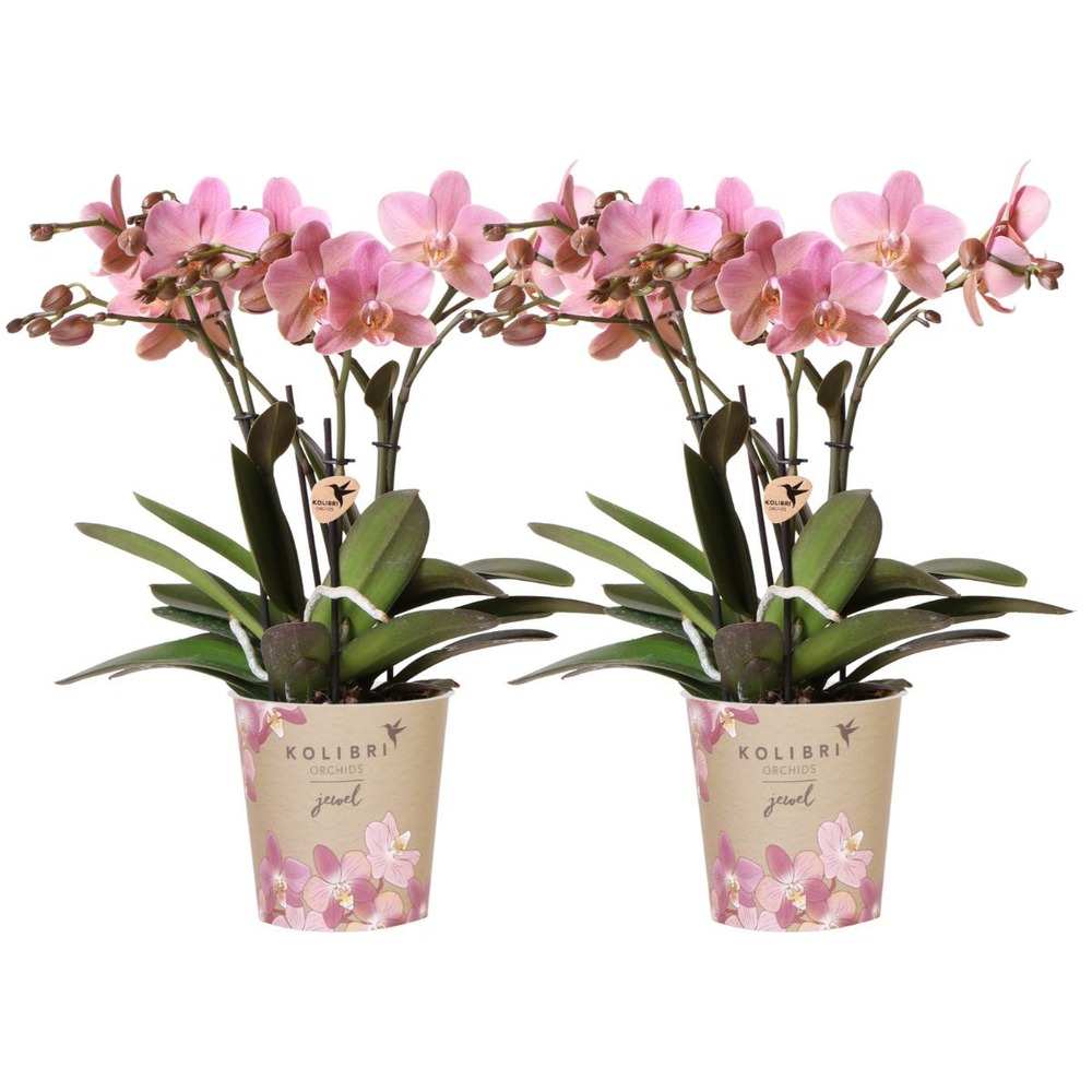 Offre combi: 2 orchidées treviso vieux rose ave pot cm - plante d'intérieur