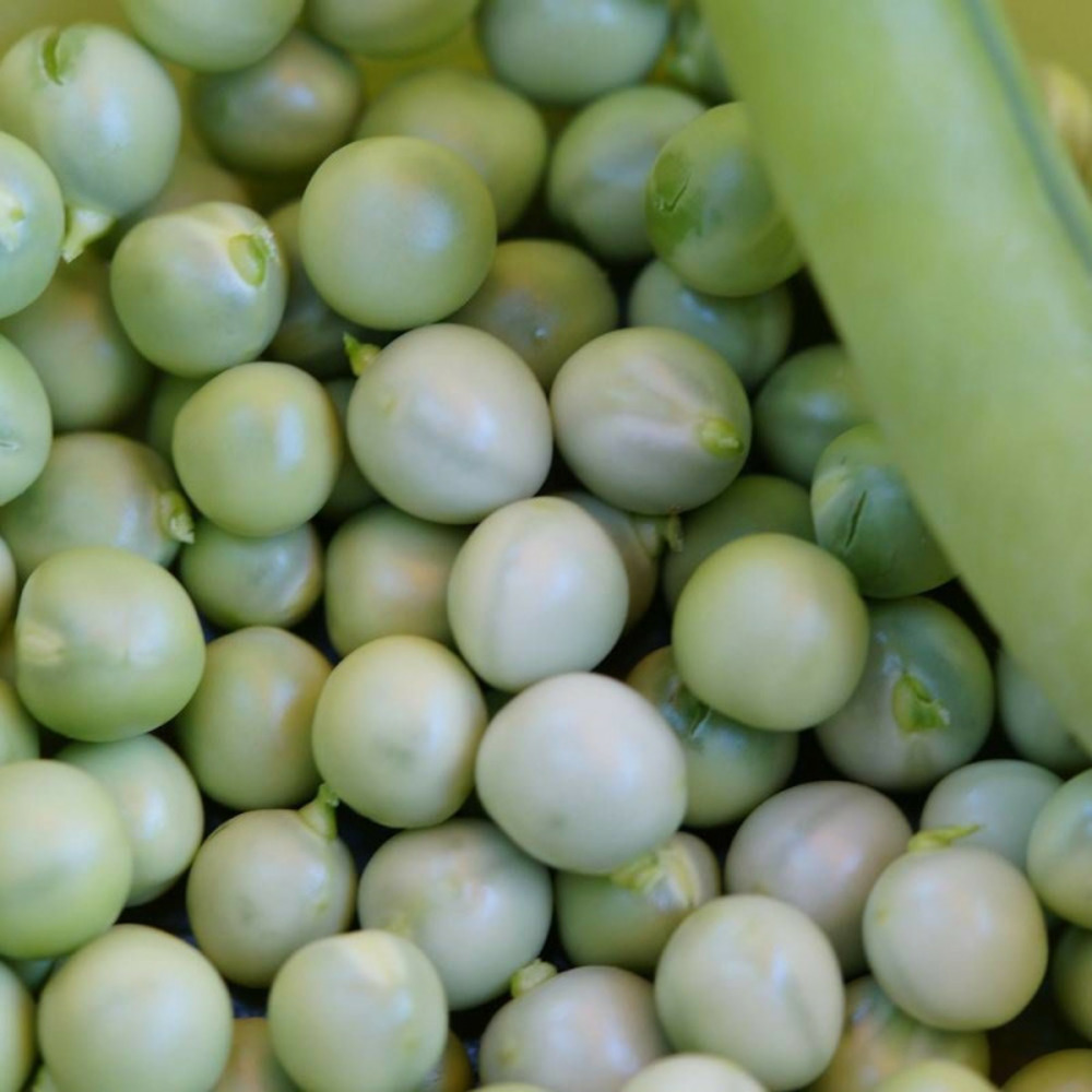 Graines de pois nain grain rond petit provençal - vilmorin boite - 20 mètres