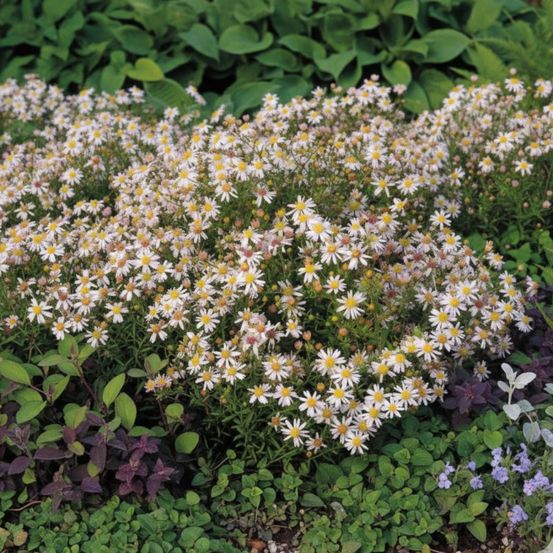 Aster d'automne pink cloud, aster ericoides godet - 5/20 cm