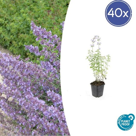 Cataire 'walker's low' x40 – entre 2,5 et 3,33m2