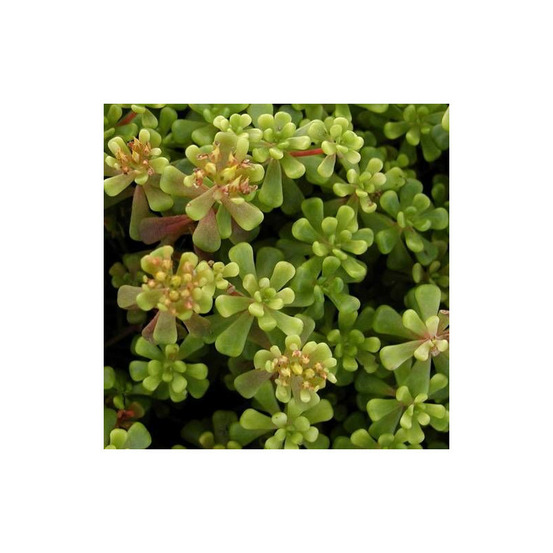 Orpin de l'orégon, sedum lot de 5 godets