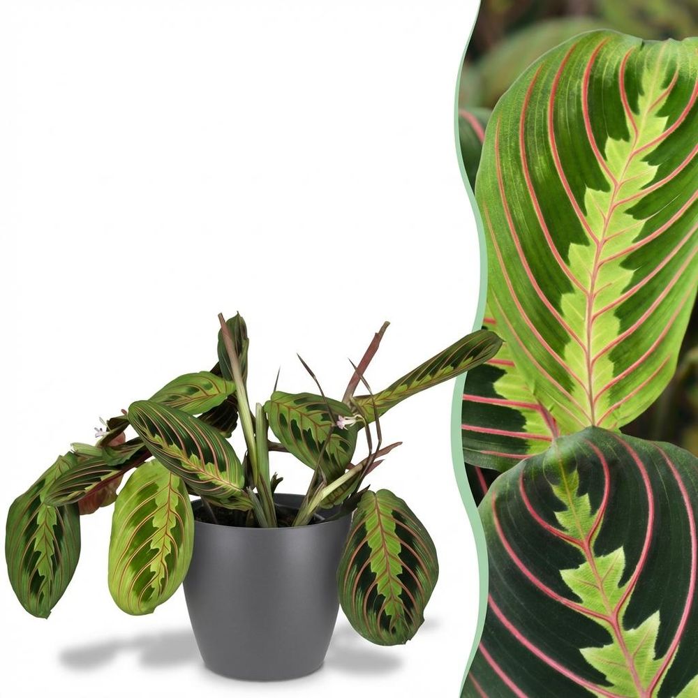 Maranta fascinator tricolour - pet-friendly - pot de 12cm - hauteur 25cm - plantes d'intérieur