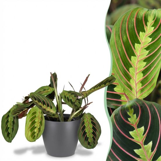Maranta fascinator tricolour - pet-friendly - pot de 12cm - hauteur 25cm - plantes d'intérieur