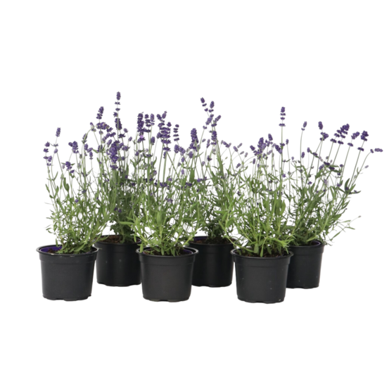 Lavande vraie - set de 6 - lavandula angustifolia - hauteur 10-15cm - ⌀10,5cm