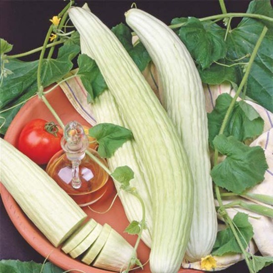 Concombre 'white wonder' le sachet de 50 graines environ (1,5g)