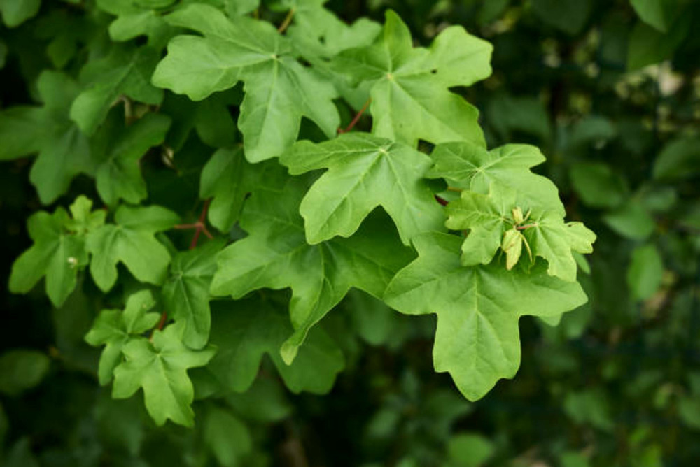 Acer campestre elsrijk c15l baliveau 150/250 cm (hors pot)