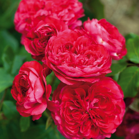 Rosier rouge leonardo da vinci® - le pot / 4l / hauteur livrée 15-40cm