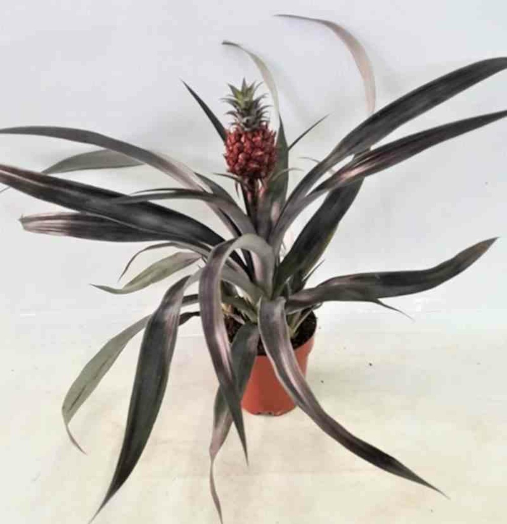 Ananas comosus aux fruits pot de 1 litre ? 20/30 cm