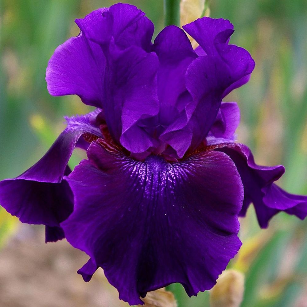 Iris des jardins 'rosalie figge' rhizome, calibre 10/15, qualité extra