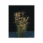 Plante aquatique : Ludwigia Arcuata en pot