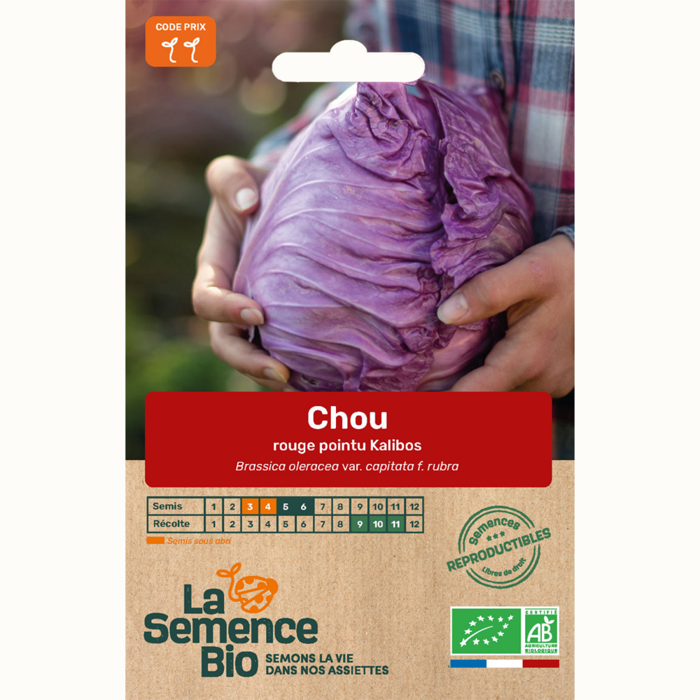 Chou rouge pointu kalibos - graines bio
