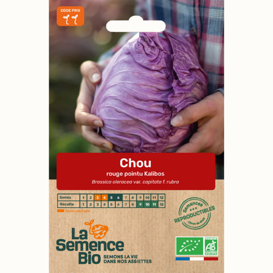Chou rouge pointu kalibos - graines bio