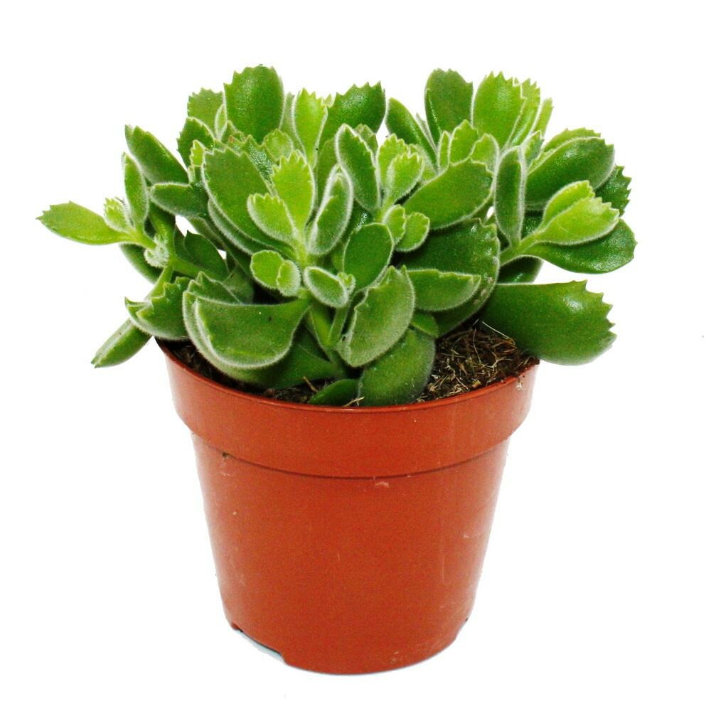 Cotyledon tomentosa green footprint