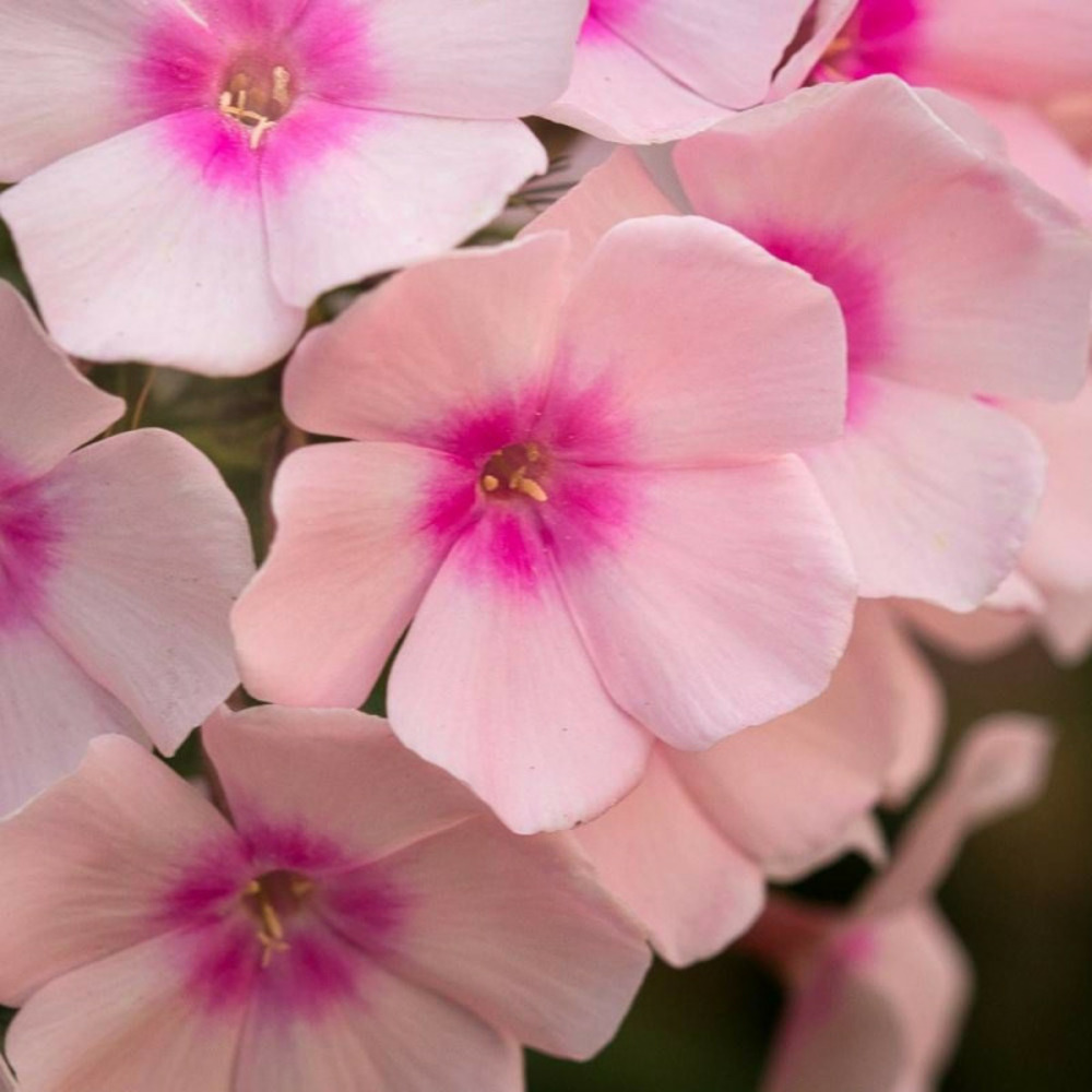Phlox paniculé bright eyes godet - 5/20 cm