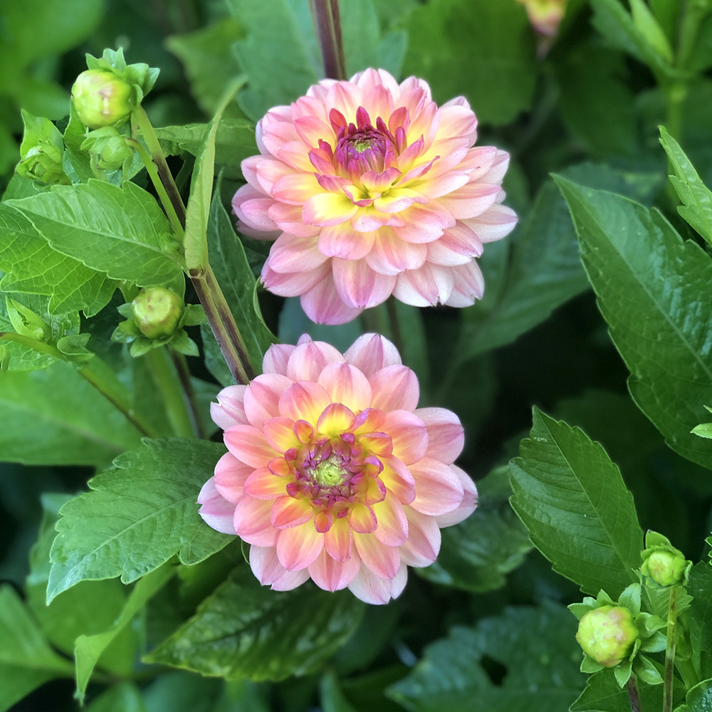 Dahlia décoratif 'erna panzer' bulbe calibre i