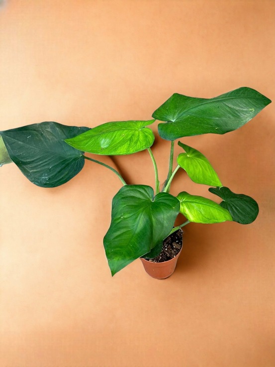 Syngonium chiapense